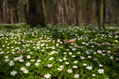 Güneşli bir gün ormanda Anemone nemorosa çiçek. 