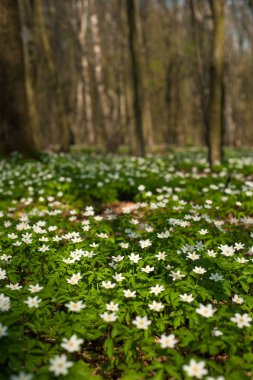 Güneşli bir gün ormanda Anemone nemorosa çiçek. 