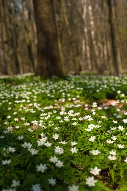 Güneşli bir gün ormanda Anemone nemorosa çiçek. 