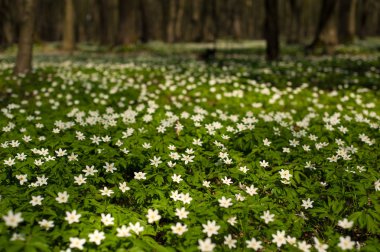Güneşli bir gün ormanda Anemone nemorosa çiçek. 