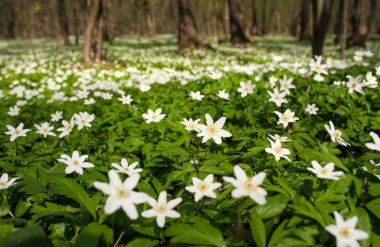 Güneşli bir gün ormanda Anemone nemorosa çiçek. 