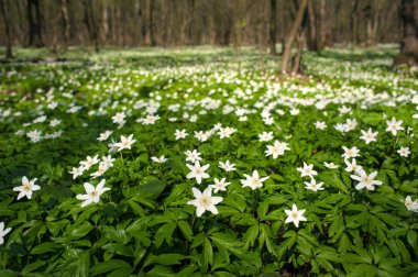 Güneşli bir gün ormanda Anemone nemorosa çiçek. 