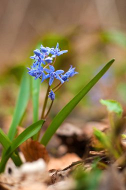 Scilla arka plan bahar çiçek açan çiçekler. 