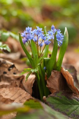 Scilla arka plan bahar çiçek açan çiçekler. 