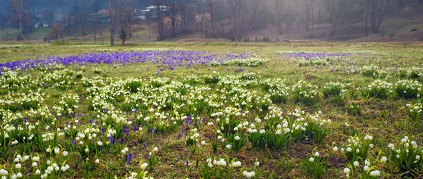 Blühende Schneeglöckchen und Krokusse. — Stockfoto