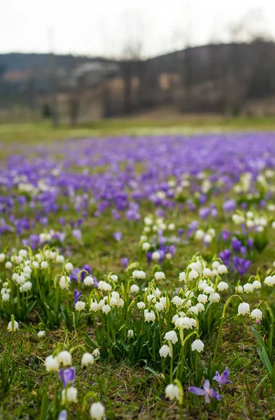 Çiçek açan kardelen ve çiğdemler çiçek alanları. 