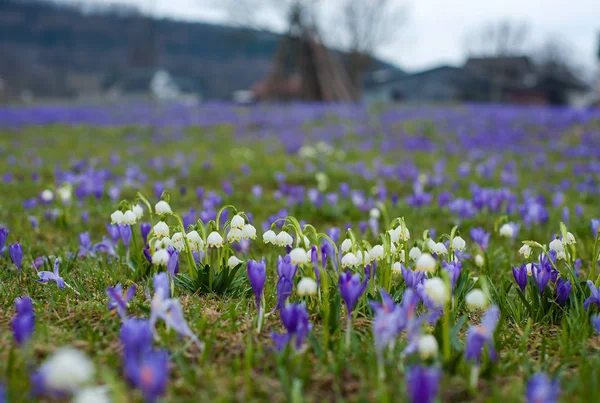 Blühende Schneeglöckchen und Krokusse. — Stockfoto