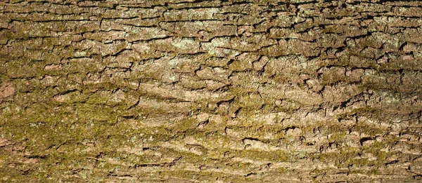 Reliëf textuur van de schors van eik. — Stockfoto