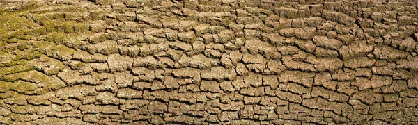 Geprägte Textur der Rinde der Eiche. — Stockfoto