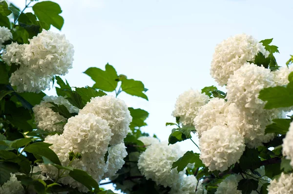Chiński Śnieżki Kalina główek kwiatów są snowy. — Zdjęcie stockowe