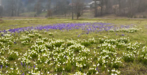 The first spring flowers bloom in the meadow. Beautiful spring landscape. Many blooming snowdrops (Galnthus) in a huge meadow in spring season. — 스톡 사진