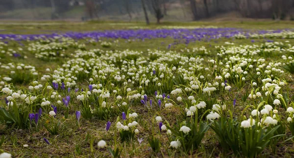 Panoramafoto von Schneeglöckchen und Krokussen auf einer Wiese im Dorf. — Stockfoto