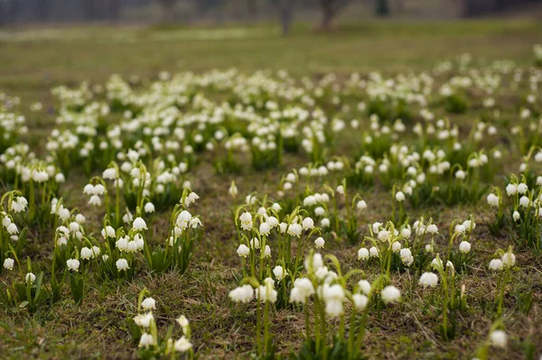 Snowdrops and crocuses in a meadow in the village. The first spr — Stock Photo, Image