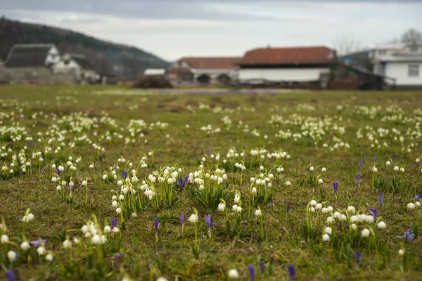 Schneeglöckchen und Krokusse auf einer Wiese im Dorf vor dem Hintergrund von Häusern blühen die ersten Frühlingsblumen auf der Wiese. — Stockfoto