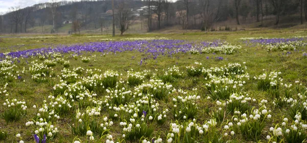 Panoramiczne zdjęcie kropel śniegu i krokusów na łące w wiosce. — Zdjęcie stockowe