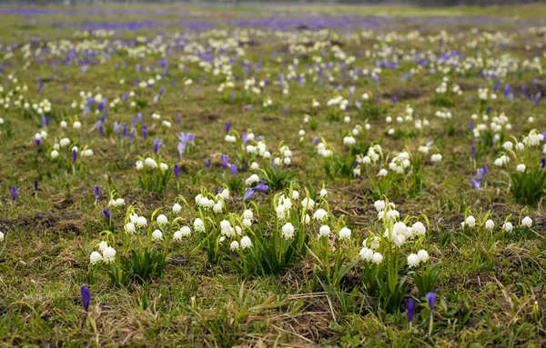 Die ersten Frühlingsblumen blühen auf der Wiese. schöne Frühlingslandschaft. viele blühende Schneeglöckchen (Galnthus) auf einer riesigen Wiese im Frühling. — Stockfoto