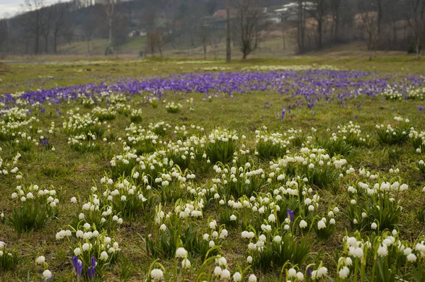 The first spring flowers bloom in the meadow. Beautiful spring landscape. Many blooming snowdrops (Galnthus) in a huge meadow in spring season. — Stock Photo, Image