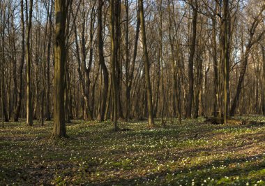 Güneşli bir günde ormanda Anemone Nemorosa çiçeğinin panoramik fotoğrafı. Ahşap şakayık, yel çiçeği, yüksük otu. Mavi ve beyaz çiçekli muhteşem yeşil orman. Güzel yaz ormanı manzarası.