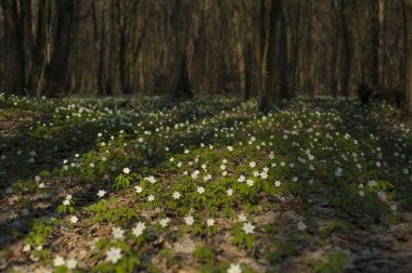 Güneşli bir günde ormanda Anemone Nemorosa çiçeğinin panoramik fotoğrafı. Ahşap şakayık, yel çiçeği, yüksük otu. Mavi ve beyaz çiçekli muhteşem yeşil orman. Güzel yaz ormanı manzarası.