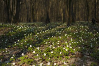 Güneşli bir günde ormanda Anemone nemorosa çiçeği. Ağaç şakayığı, yel çiçeği, yüksük otu.