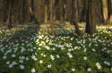 Güneşli bir günde ormanda Anemone nemorosa çiçeği. Ağaç şakayığı, yel çiçeği, yüksük otu.