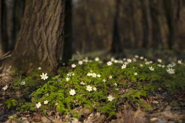 Güneşli bir günde ormanda Anemone nemorosa çiçeği. Ağaç şakayığı, yel çiçeği, yüksük otu.