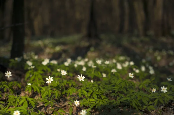 Anemone Nemorosa Flower Forest Sunny Day Wood Anemone Windflower Thimbleweed — Stock Photo, Image