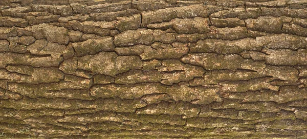 Embossed Texture Bark Oak Panoramic Photo Oak Texture Moss — Stock Photo, Image