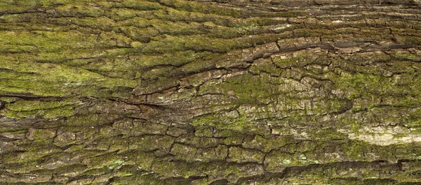 Embossed Texture Bark Oak Panoramic Photo Oak Texture Moss — Stock Photo, Image