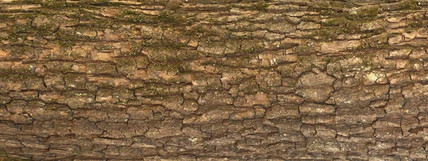 Embossed Textuur Van Schors Van Eik Panoramische Foto Van Eiken — Stockfoto