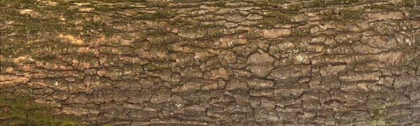 Geprägte Textur Der Rinde Der Eiche Panoramafoto Der Eichenstruktur Mit — Stockfoto