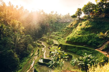 Güzel manzara ile pirinç terasları ünlü turizm alanında Tagalalang, Bali, Endonezya. Yeşil pirinç tarlalarının hasat hazırlamak 