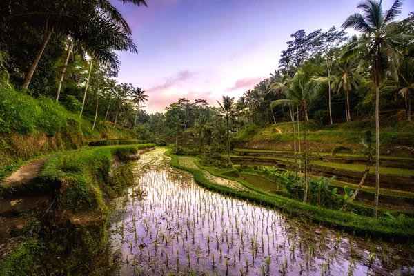 Beautiful reflection of sunset colors in rice terrace valley in Ubud village, Bali, Indonesia. Agricultural field of rice terraces — Stock Photo, Image