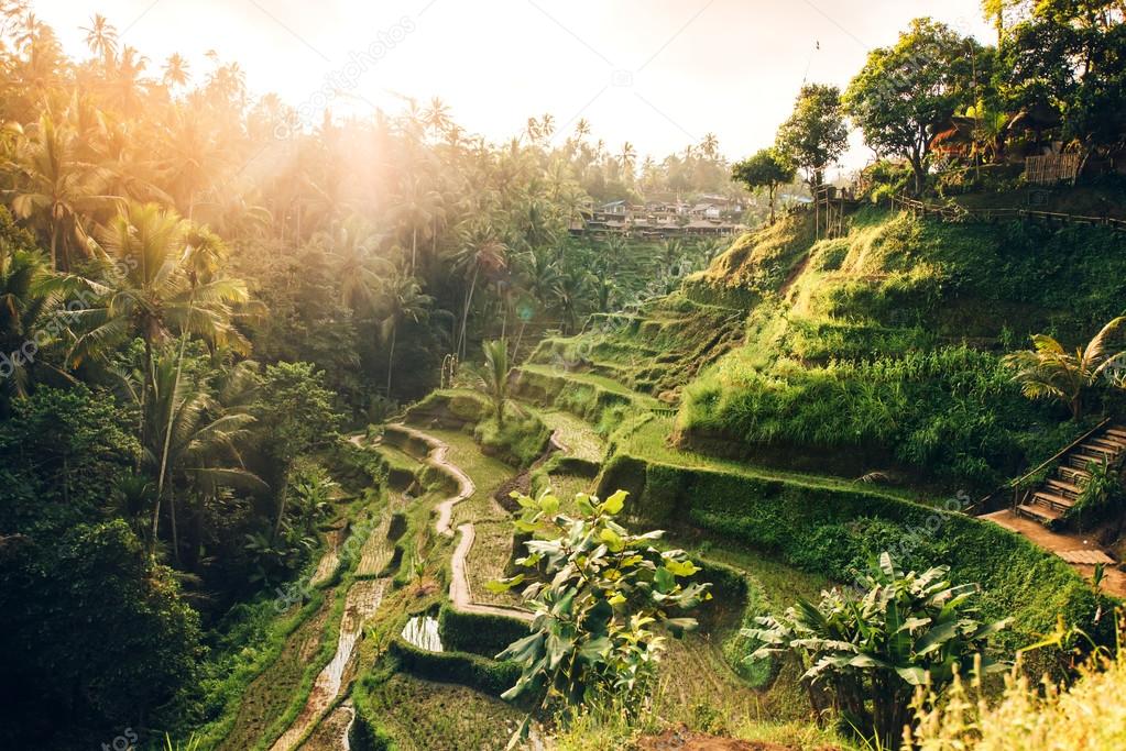 Beautiful landscape with rice terraces in famous tourist area of Tagalalang, Bali, Indonesia. Green Rice fields prepare the harvest 