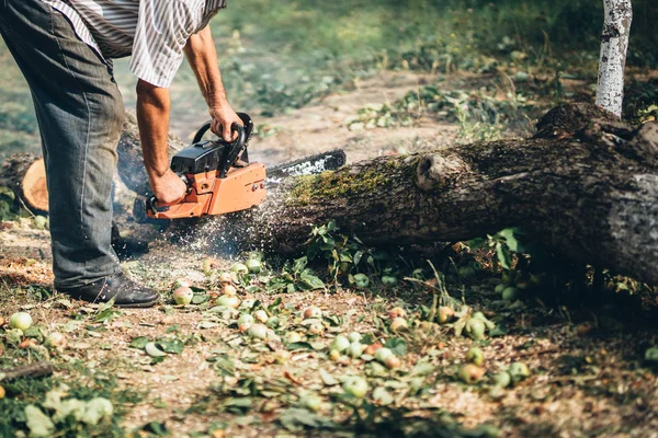 树干切割机, 木材和木材切片。森林砍伐原木 — 图库照片