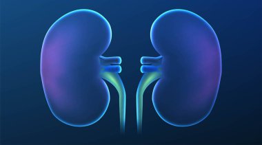 Bilimsel arka planda gerçekçi insan böbreği kesiti. vec