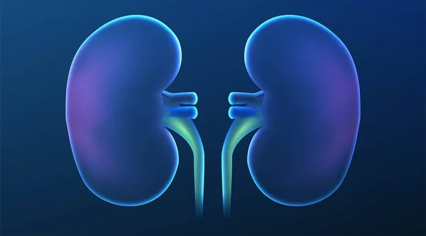 Realist Human kidney cross section on scientific background. vec