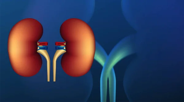 Realistische menselijke nier doorsnede op wetenschappelijke achtergrond. vec — Stockvector