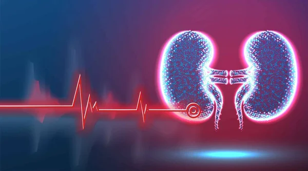 Böbrek İnsan Anatomisi. Hastalık noktası. Sağlık ve Sağlık Kurumu