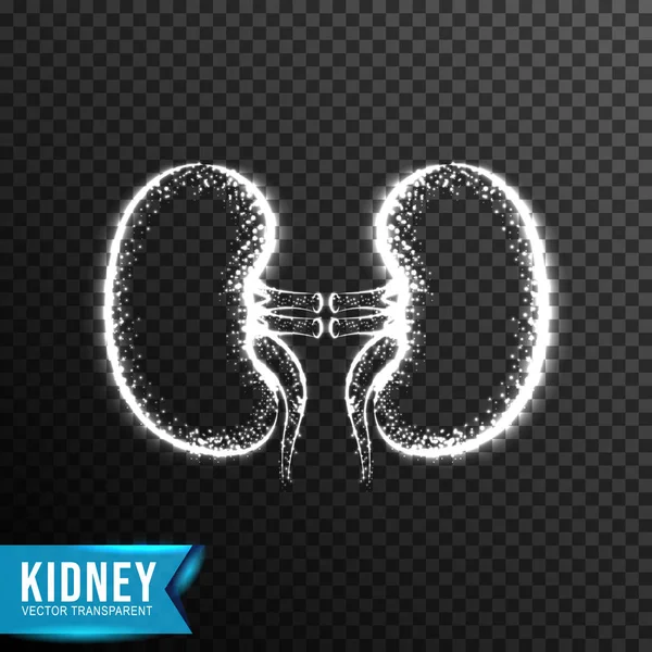 Realistic kidney, from connecting dot and line. light effect. ve — ストックベクタ