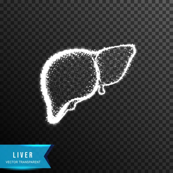 stock vector liver from connecting dot and line. light effect. vector illustr