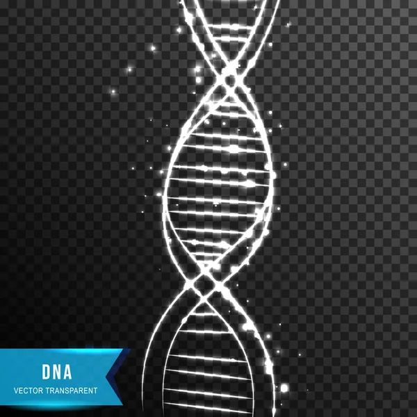 Het DNA. Een helix. molecuul van het verbinden van punt en lijn. licht effect. — Stockvector