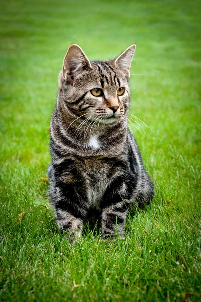 Jeune chaton assis sur l'herbe fraîche et regardant loin — Photo