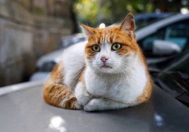 Evsiz kırmızı kedi sıcak arabanın kaputu yalan