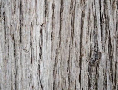 Ağaç kabuğu doku Close-Up renkli ayrıntılı