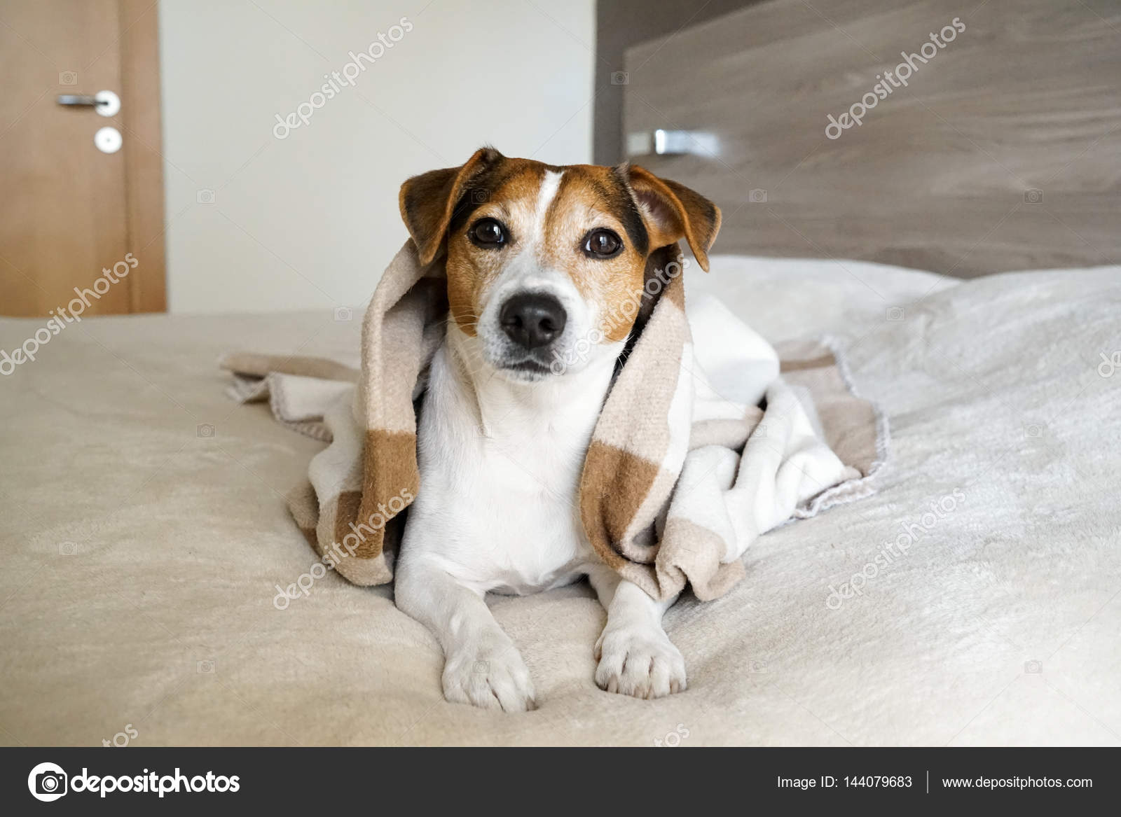 Adult Jack Russell Adult Dog Jack Russell Lying In The Bedroom