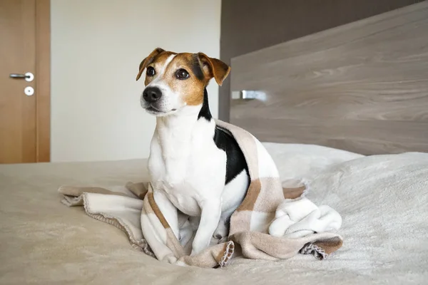 Adulto cão Jack Russell sentado no quarto envolto em um cobertor — Fotografia de Stock
