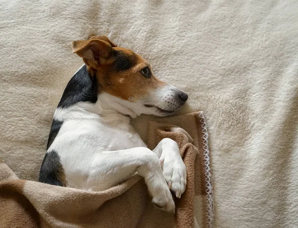 Volwassen hond Jack Russell liggend op zijn kant gewikkeld in de deken — Stockfoto