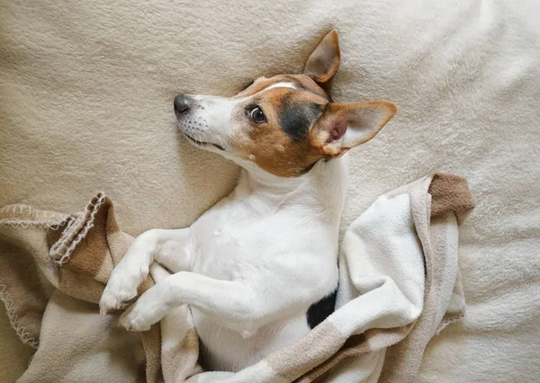 Cão adulto Jack Russell deitado em seu lado direito envolto no cobertor — Fotografia de Stock