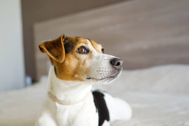 Portre Jack russell terrier, köpek arıyorum